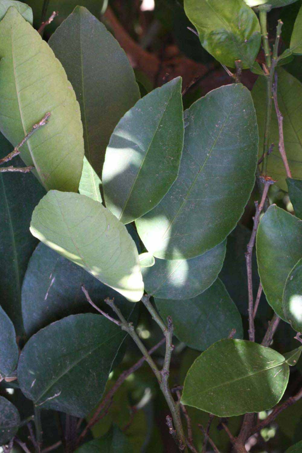              Shade leaves (Riverside, CA)       